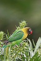 Papoušík škraboškový (Agapornis personata)
