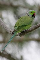 Alexandr malý (Psittacula krameri)