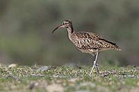 Koliha velká (Numenius arquata)
