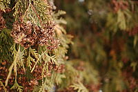 6. clona f/2 | Michal Kupsa 6. clona f/2