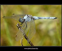 Orthetrum brunneum | Juraj Macko Orthetrum brunneum