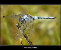 Orthetrum brunneum