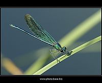 Calopterix virgo | Juraj Macko Calopterix virgo