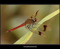 Sympetrum pedemontanum | Juraj Macko Sympetrum pedemontanum