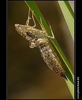 Cocoon | Juraj Macko Cocoon