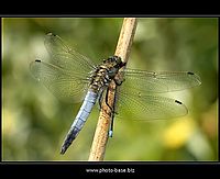 Orthetrum cancellatum | Juraj Macko Orthetrum cancellatum