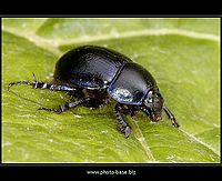 Hrdobec | Juraj Macko Hrdobec