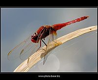 Cherubín | Juraj Macko Cherubín