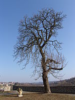 Kresba, orig. snímek