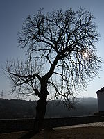 Přímé protisvětlo, orig.