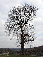 Aberace, celek | Petr Koritina Aberace, celek