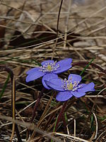 Celek | Petr Koritina Celek