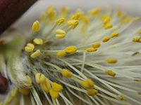 Makro, celek | Petr Koritina Makro, celek