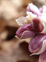 Makro, celek | Petr Koritina Makro, celek