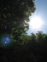 Protisvětlo, 1/1250, f/4 | Petr Koritina Protisvětlo, 1/1250, f/4