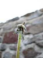 Celek, 1/60, f/2,7 | Petr Koritina Celek, 1/60, f/2,7