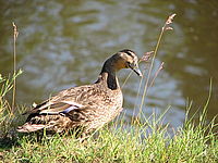 Stabilizace, 1/200, f/3,5, 432mm | Petr Koritina Stabilizace, 1/200, f/3,5, 432mm