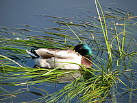 Stabilizace, 1/320, f/3,5, 432mm | Petr Koritina Stabilizace, 1/320, f/3,5, 432mm