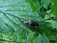 Hloubka ostrosti, f/8, 36 mm