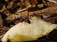 Makro, 1/400, f/8, ISO 80, 80mm