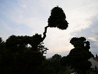 Originální tonalita | Petr Koritina Originální tonalita