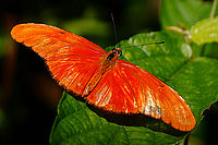 Výrazný motýl Dryas iulia
