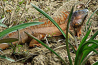 Leguán zelený (Iguana iguana)