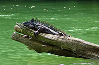 Leguán zelený (Iguana iguana)