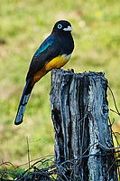 Trogon pralesní | Petr Bambousek Trogon pralesní
