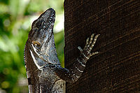 Pozemní leguán (Ctenosaura similis) | Petr Bambousek Pozemní leguán (Ctenosaura similis)