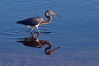Volavky (Egretta tricolor) | Petr Bambousek Volavky (Egretta tricolor)