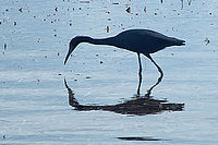 Volavka modrošedá (Egretta caerulea) | Petr Bambousek Volavka modrošedá (Egretta caerulea)