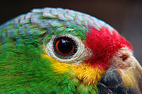 Amazoňan rudočelý (Amazona autumnalis) | Petr Bambousek Amazoňan rudočelý (Amazona autumnalis)