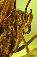 Caligo memnon | Petr Bambousek Caligo memnon