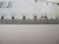 Nejmenší plocha v makrorežimu | Petr Koritina Nejmenší plocha v makrorežimu