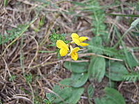 Makro, celek | Dominika Makro, celek