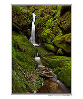 Obr. 5: Mechová roklinka