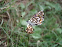 Makro, 1/60, f/4,00, 52mm