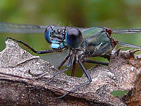 Výřez (R) | © Petr Koritina Výřez (R)