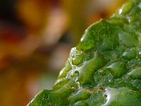 Výřez (R) | © Petr Koritina Výřez (R)