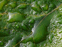 Výřez (R) | © Petr Koritina Výřez (R)