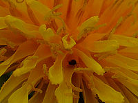 Výřez (R) | © Petr Koritina Výřez (R)