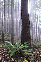 WB auto | © Petr Koritina WB auto