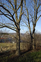 13. Nikkor 18-55mm/f 3,5-5,6 G ED II