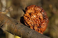 14. Nikkor 18-55mm/f 3,5-5,6 G ED II