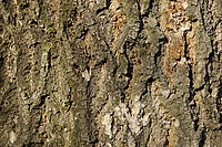 16. Nikkor 18-55mm/f 3,5-5,6 G ED II