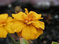 1/8 s, f/3.50, 79.00 mm, ISO: 489, makro
