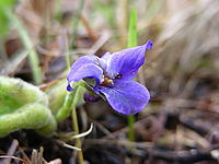 1/11 s, f/3.50, 79.00 mm, ISO: 50, makro