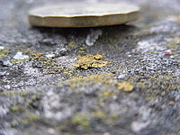 1/8 s, f/3.50, 79.00 mm, ISO: 787, makro