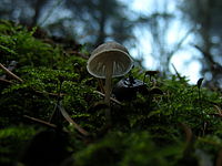 1/31 s, f/3.50, 38.00 mm, ISO: 50, makro